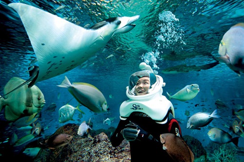 Trải nghiệm độc nhất vô nhị với tour đi bộ dưới biển tại Cù Lao Chàm