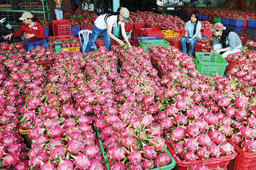 Những lưu ý khi xuất khẩu thanh long sang Trung Quốc