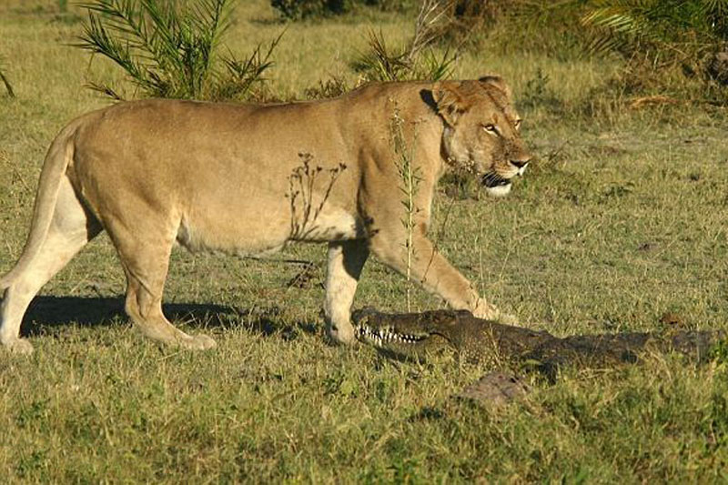 Trong lúc đang cùng con trai đi tham quan khu bảo tồn động vật hoang dã Duba Plains ở Botswana, ông Tony Goldman đã tình cờ ghi lại được một khoảnh khắc cực hiếm trong thế giới động vật hoang dã. Đó chính là cảnh bầy sư tử hợp sức với nhau để giết cá sấu.