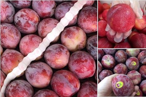 Mận Nhật - Mỹ đổ về Việt Nam: Giá gần 1 triệu đồng/kg vẫn đắt khách