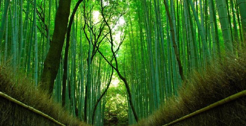 Thành phố Kyoto được coi là một điểm du lịch hấp dẫn nhất Nhật Bản. Không khí trầm tĩnh của cố đô đan xen hài hòa cùng sự nhộn nhịp của của sống hiện đại. Hình ảnh thấp thoáng của những geisha yêu kiều cùng những thắng cảnh đẹp khiến du khách như lạc bước. Ảnh: Charismatic Planet.