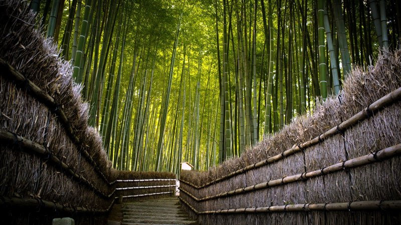 Một trong những địa danh hấp dẫn nhất của thành phố Kyoto là rừng tre Sagano , nằm ở huyện Arashiyama, phía tây thành phố (còn gọi là rừng tre Arashiyama) . Sagano được đánh giá là một trong những khu rừng tuyệt vời nhất Nhật Bản. Ảnh: Charismatic Planet.