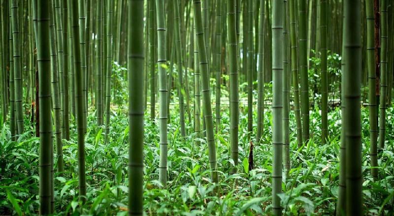 Rừng tre Sagano có từ rất lâu và sớm trở thành điểm đến của nhiều người dân Nhật Bản xưa. Ngay từ thời Heian (794-1185), giới thương nhân quý tộc đã chọn đây là điểm nghỉ dưỡng yêu thích. Ảnh: Charismatic Planet.