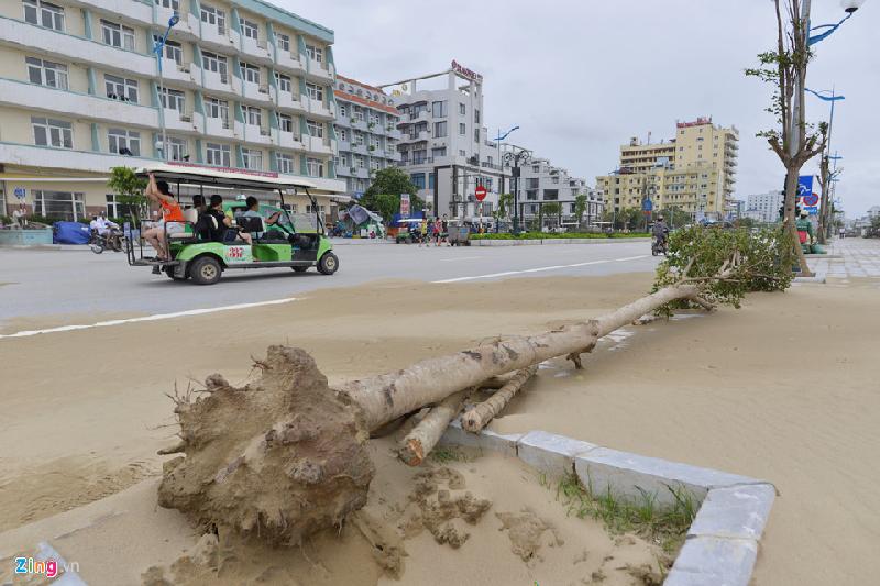 Nhiều xây xanh mới được trồng ven các ki-ốt bán hàng cũng bị đổ.