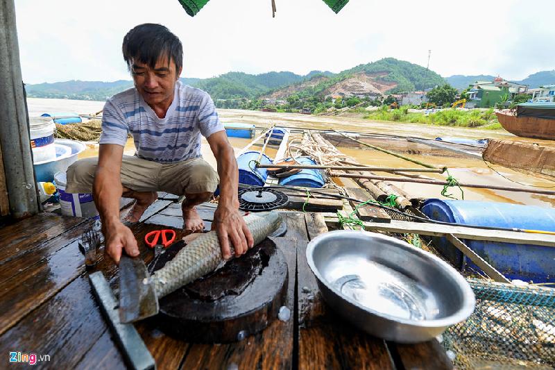 Anh em họ hàng của anh Hưng mấy ngày nay cùng “trực chiến” với gia đình, từ vớt cá chết đến mổ cá để bán theo yêu cầu của khách. “Bây giờ cụt hết vốn rồi, sau này chưa biết tái sản xuất kiểu gì nữa”, anh Hưng buồn rầu.