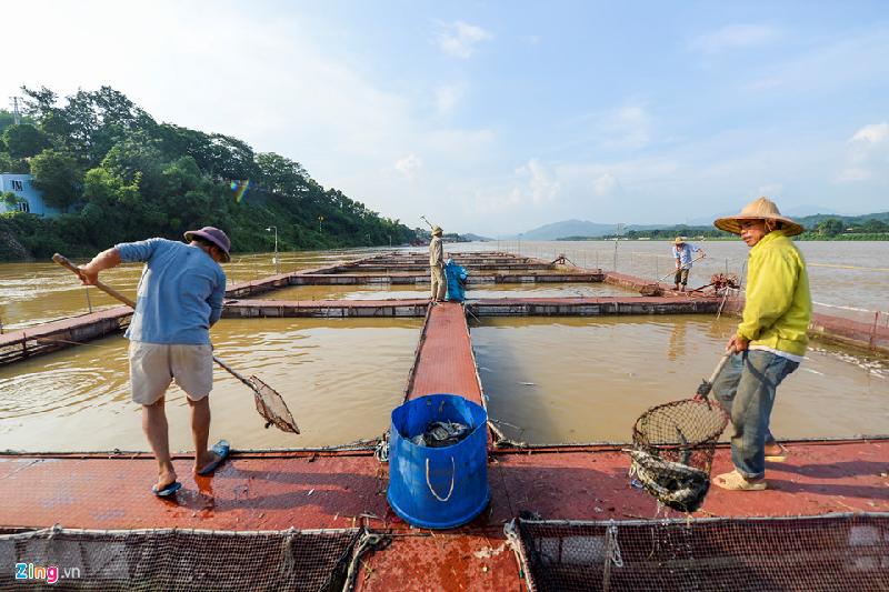 Ông Nhuận phải huy động 5 nhân công cùng 2 thuyền lớn và một ôtô, làm việc từ 6h đến 18h để vớt cá.