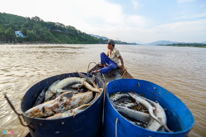 Ông Bùi Văn Thảo cho biết: “Chúng tôi cứ đi một vòng từ đầu đến cuối lồng cá vớt xong quay lại cá lại nổi tiếp, không biết còn phải vớt đến bao giờ”.