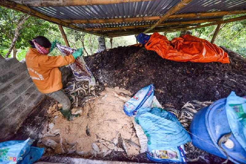 Hố chôn lấp cá sâu khoảng 6 m, sau 3 ngày đã đầy miệng hố.