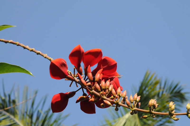 Cây đậu san hô đỏ chưa được định danh rõ ràng ở Việt Nam, dân chơi cây thường gọi là cây osaka đỏ, vông mào gà, hồng môi, ô môi.