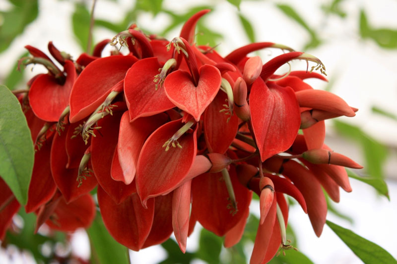 Cây đậu san hô đỏ có tên khoa học là Erythrina fusca, thuộc họ Fabaceae, bộ Fabales.