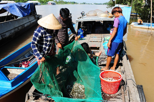 Cận cảnh săn, bắt, hái, lượm mùa nước nổi - Ảnh 5.