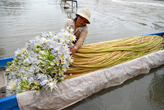 Cận cảnh săn, bắt, hái, lượm mùa nước nổi - Ảnh 10.