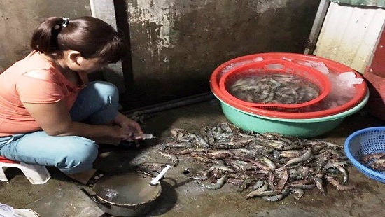 Hà Nội: Bắt quả tang chủ cơ sở bơm tạp chất vào tôm