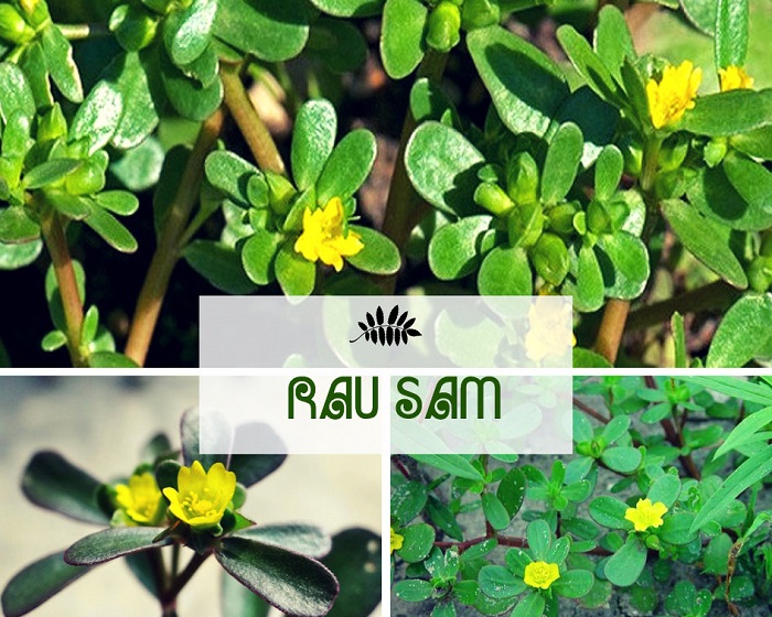 Bất ngờ rau dại Việt Nam được một loạt nước săn lùng như thần dược
