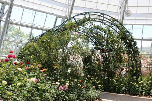 Vinpearl Land mở cửa đồi Vạn hoa- Công viên thực vật 5 châu độc đáo nhất Việt Nam