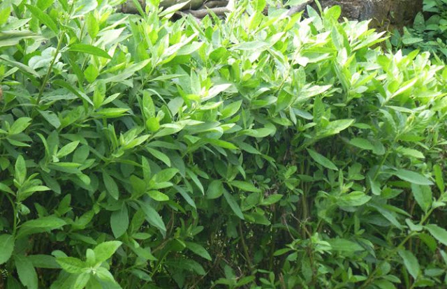 Chữa sốt xuất huyết bằng các loại lá quanh nhà