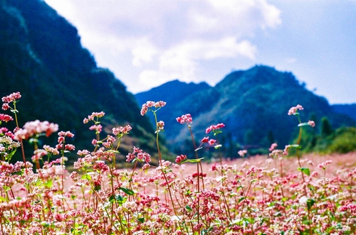 Hoa tam giác mạch Hà Giang. Ảnh: Lan Phương