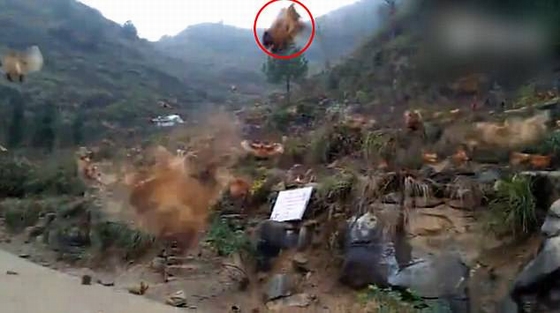 Hàng trăm con gà bay về theo tiếng còi của chủ!