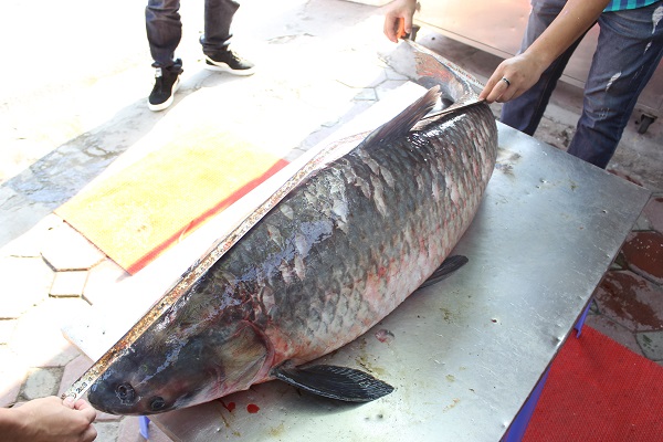 Cá trắm khổng lồ 42 kg xuất hiện xôn xao Hà Nội