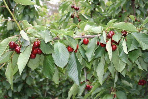 Quả cherry thơm ngon của Australia sẽ chính thức tới Việt Nam