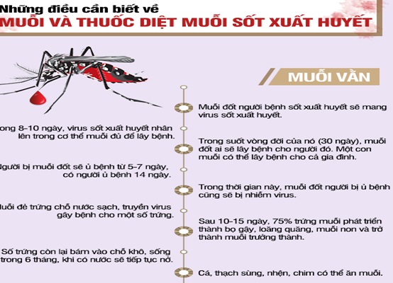 Sốt xuất huyết: Những điều cần biết về muỗi và thuốc diệt muỗi