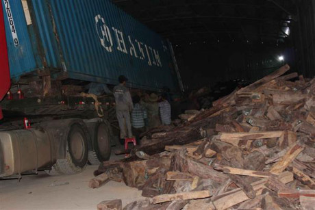 Khai nhập khẩu ngô, doanh nghiệp buôn gỗ lậu