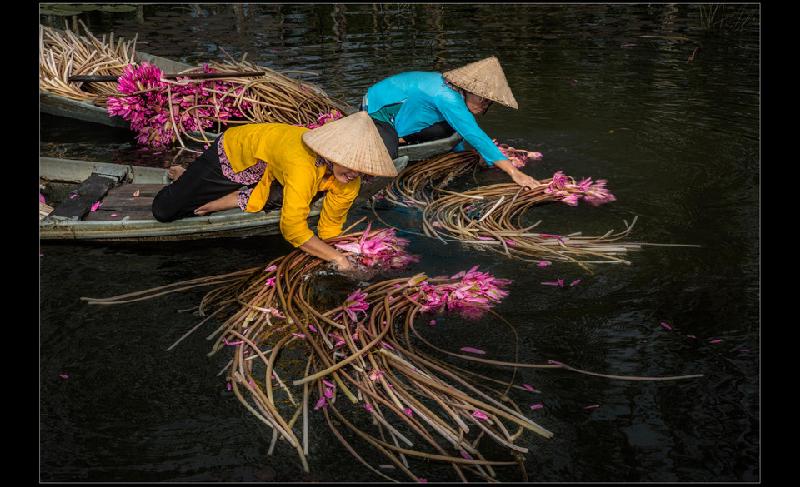 Những người nông dân đi thu hoạch hoa súng ở Châu Đốc (An Giang). Cuộc sống mưu sinh tần tảo một nắng hai sương hàng ngày là một trong những nét đẹp của người dân vùng Tây Nam Bộ. Dù vất vả, họ vẫn mỉm cười, tìm kiếm niềm vui trong lao động. Ảnh: Nguyễn Văn Tuấn.