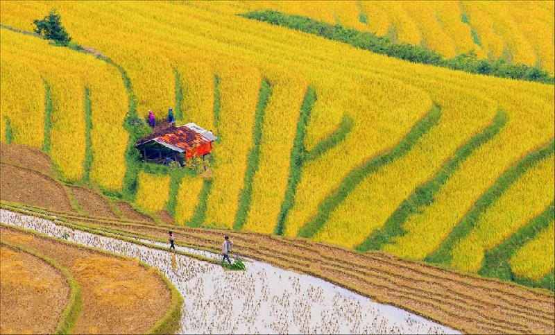 Đi để cảm nhận một mùa vàng bội thu của bà con dân tộc ở Hoàng Su Phì - Hà Giang. Dưới bàn tay tài hoa của người nông dân cần mẫn, đồng lúa đã trở thành kiệt tác nghệ thuật giữa đất trời mỗi độ thu về. Những thửa ruộng bậc thang trĩu bông vàng óng trong sắc nắng mùa thu. Ảnh: Nguyễn Anh Tuấn.