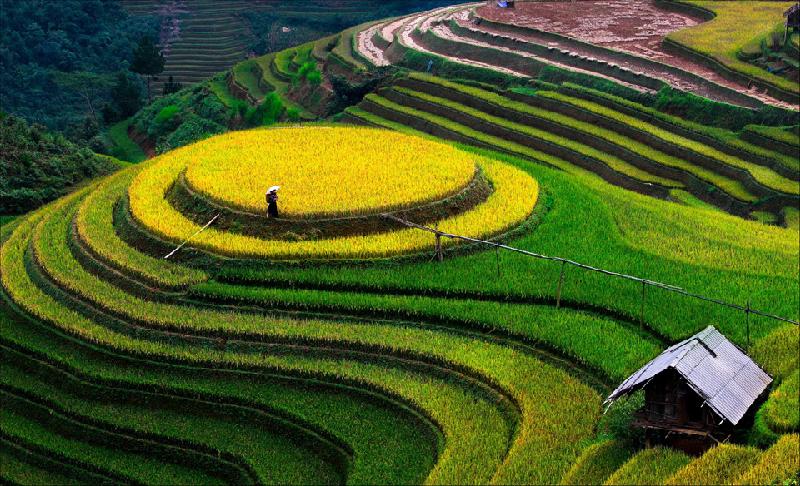 Mùa vàng Tây Bắc được xem là mùa đẹp nhất trong năm với những làn sóng lúa vàng chất chồng nhau lên đến đỉnh trời, từng giờ từng khắc rung động bao trái tim lữ khách. Từng lớp, từng lớp sóng vàng bát ngát, trải dài từ dưới thung lũng lên sườn núi. Ảnh: Nguyễn Anh Tuấn.