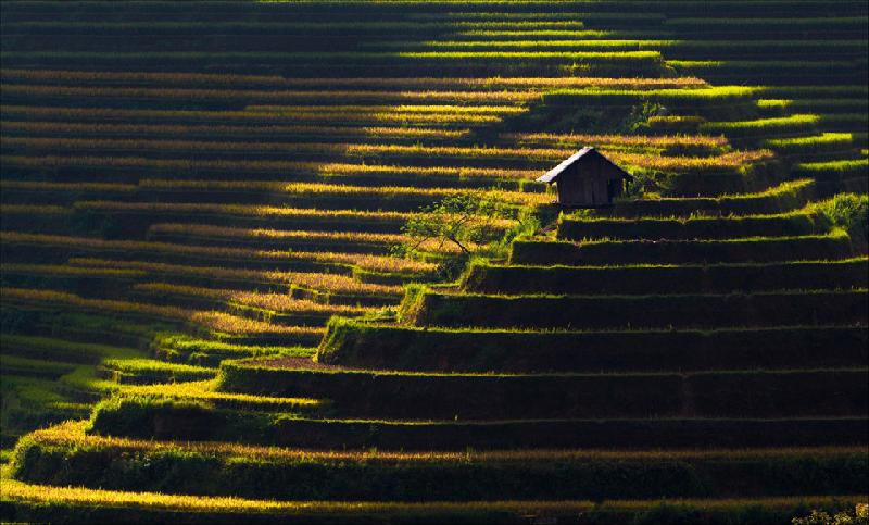 Những mảng màu của lúa xanh và vàng xen kẽ những nếp nhà nhỏ chạy khắp lưng đồi, núi thật sinh động trong một nét sống giản dị, bình yên. Lúa chín vàng trên những thửa ruộng bậc thang, ánh lên trong nắng sớm làm mê mẩn bước chân của du khách khi một lần bước tới nơi đây. Ảnh: Nguyễn Anh Tuấn.