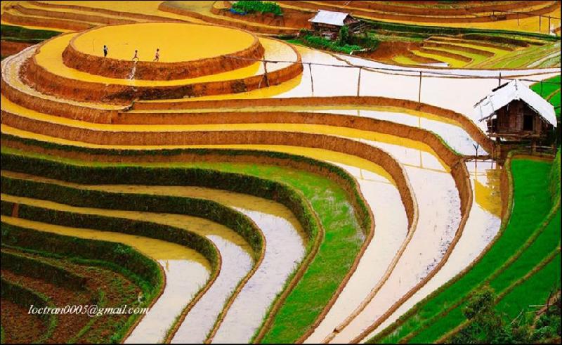 Những thửa ruộng bậc thang ở La Pán Tẩn thể hiện công sức lao động qua đôi bàn tay của những người dân nơi đây. Ảnh: Trần Lộc.