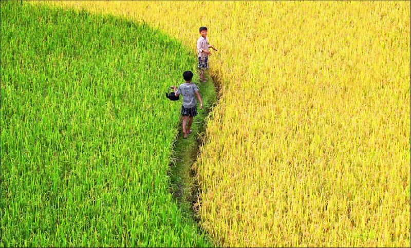 Vẻ đẹp trong cuộc sống, lao động của người vùng cao Tây Bắc luôn gây ấn tượng mạnh mẽ cho bất cứ người nào một lần đến thăm. Những đứa trẻ giúp cha mẹ trên đồng với nụ cười trên môi. Ảnh: Nguyễn Xuân Đàm.
