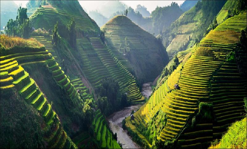Một thung lũng hùng vĩ với những thửa ruộng bậc thang vàng ươm trải dài trên những sườn núi cheo leo. Đứng nơi đây hít thở mùi lúa chín, để thấy vẻ đẹp say đắm lòng người của quê hương đất nước. Ảnh: Nguyễn Quang Huy.