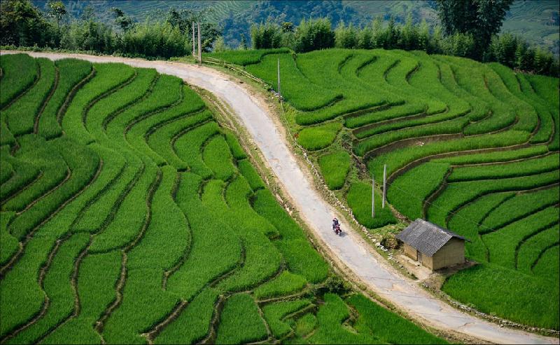 Hình ảnh ruộng lúa bậc thang tại Ngãi Thầu, Bát Xát. Ảnh: Nguyễn Đại.