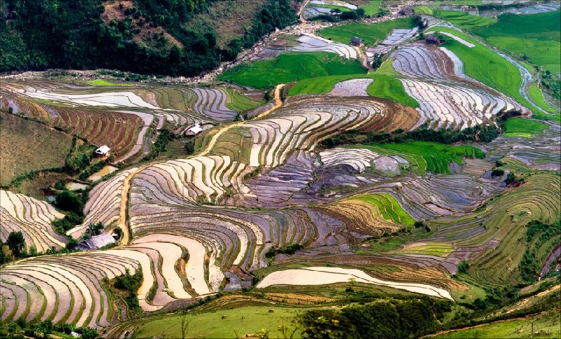Những thửa ruộng bậc thang ở Mù Cang Chải như một tấm thổ cẩm diệu kỳ khi đứng trên Đèo Khau Phạ nhìn xuống. Ảnh: Phạm Ngọc Thạch.