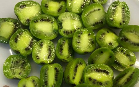 Trái kiwi berry nhìn giống hệt kiwi to nhưng chỉ bé bằng 1/10