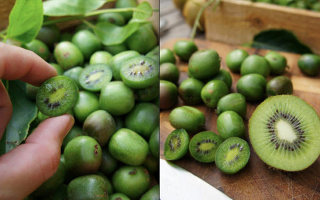 Cận cảnh kiwi tí hon hút khách Việt dù giá 'chát'