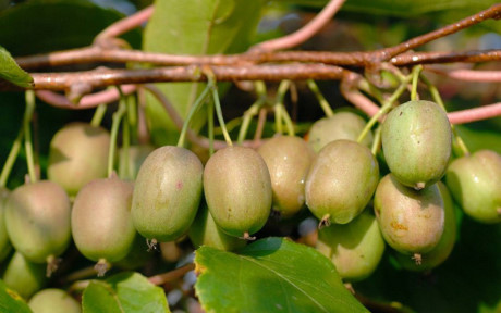 Giá của loại kiwi này không hề rẻ