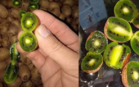Kiwi rừng xuất hiện tại một số tỉnh vùng cao ở Việt Nam cũng có hình dáng giống kiwi tí hon nhập khẩu, tuy màu sắc vỏ và vị khác biệt