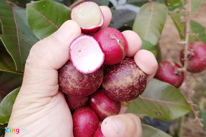 Chiêm ngưỡng nhánh nhãn tím độc đáo ở Sóc Trăng
