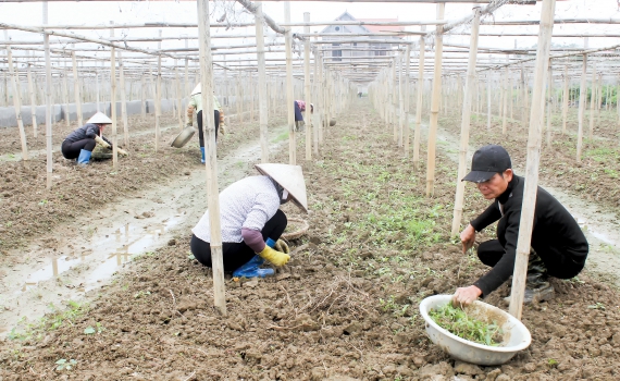 Thí điểm cơ chế tích tụ đất đai tại Thái Bình, Hà Nam