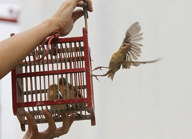 Những lưu ý đặc biệt về nghi thức phóng sinh ngày Rằm tháng 7
