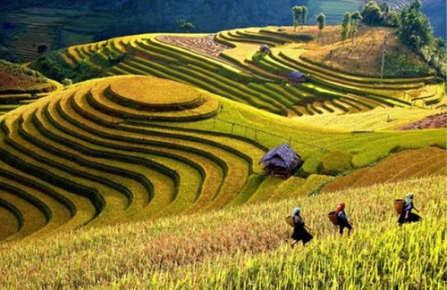 Ảnh minh họa từ internet