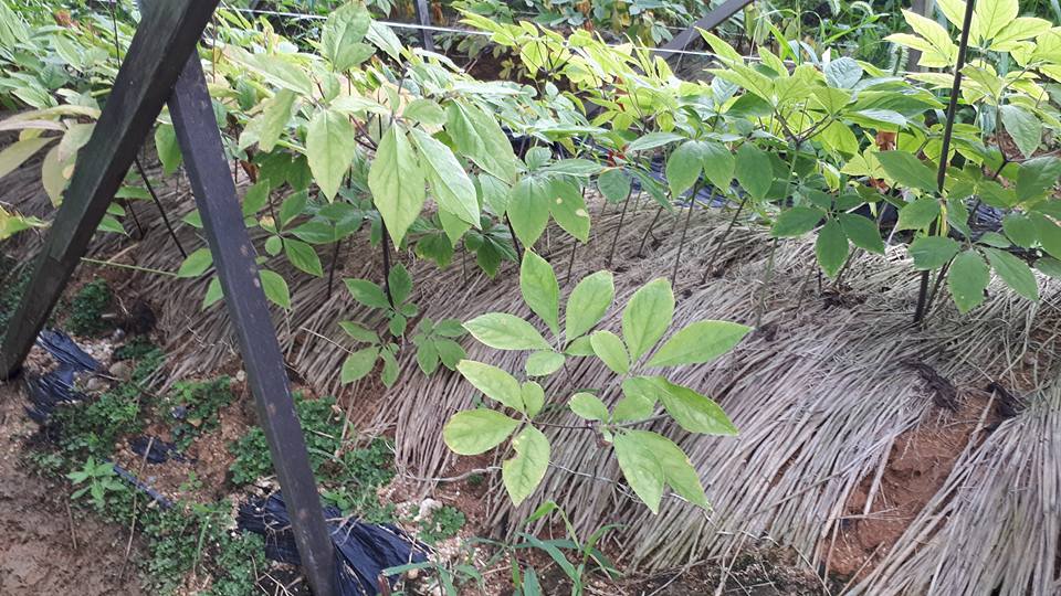 Hàn Quốc lần đầu tiên giới thiệu loại hình du lịch công nghiệp