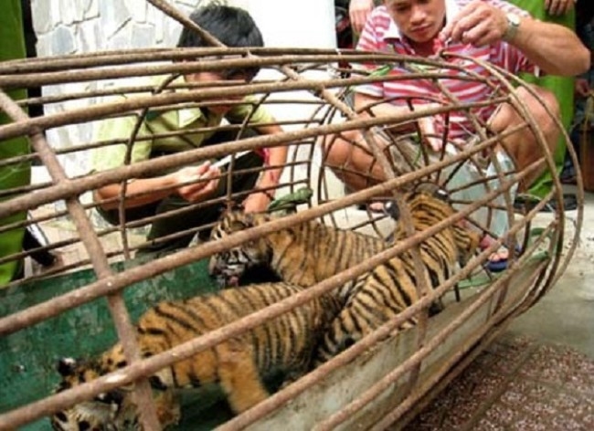 Đào tạo kỹ năng điều tra chống buôn bán động vật hoang dã