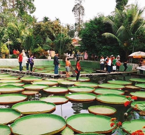 Hoa sen có màu hồng rất đẹp (vì quá 12h). Điều đặc biệt nhất là lá sen khổng lồ có thể chứa một người 60kg đứng trên đó mà chỉ làm chao nhẹ mặt nước. Du khách sẽ có cơ hội thưởng thức cơ hội đứng trên lá sen khi đến nơi này.