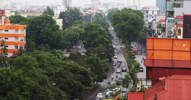 Hàng xà cừ trên đường Kim Mã