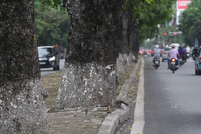 Nhiều cây xà cừ thân lớn làm nứt gãy dải phân cách vỉa hè.