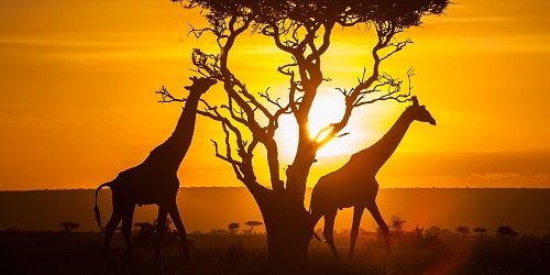 @ MagicalKenya