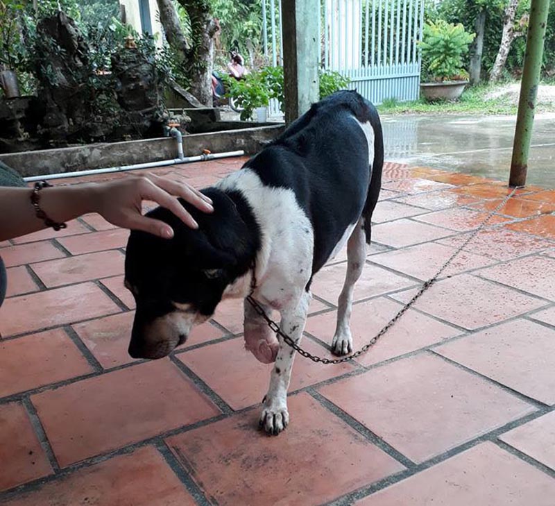 Chú chó sau khi bị bà T. chặt chân